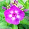 Shop Specifically For Plant Bargains - closeup of phlox flower