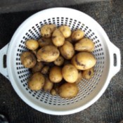 Yellow Potato Harvest - colander of small potatoes