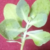 Identifying a Garden Plant  - fleshy leafed plant cutting