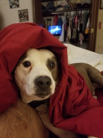 Petey Lies (Pit Bull) - dog's head sticking out from under a blanket