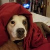 Petey Lies (Pit Bull) - dog's head sticking out from under a blanket