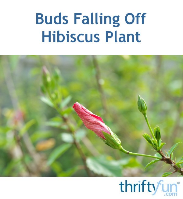 Buds Falling Off Hibiscus Plant? ThriftyFun