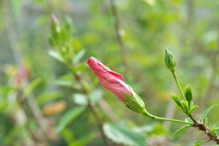 Hibiscus bud on plant