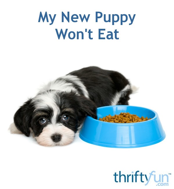 My New Puppy Won't Eat ThriftyFun
