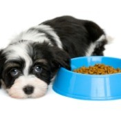 Puppy laying by food bowl not eating