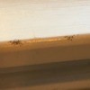 Identifying Small Black Bugs in Kitchen  - tiny bugs on counter