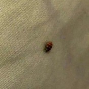 What Kind of Bug Is This? small striped bug