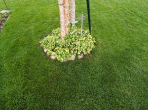 Clean Lines For Small Lawn - ivy growing around birch tree base