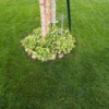 Clean Lines For Small Lawn - ivy growing around birch tree base
