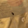 Identifying a Small Brown Bug - dark bug