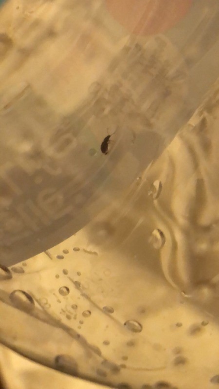 Identifying a Small Brown Bug