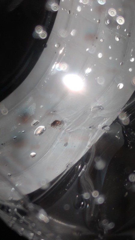 Identifying a Small Brown Bug