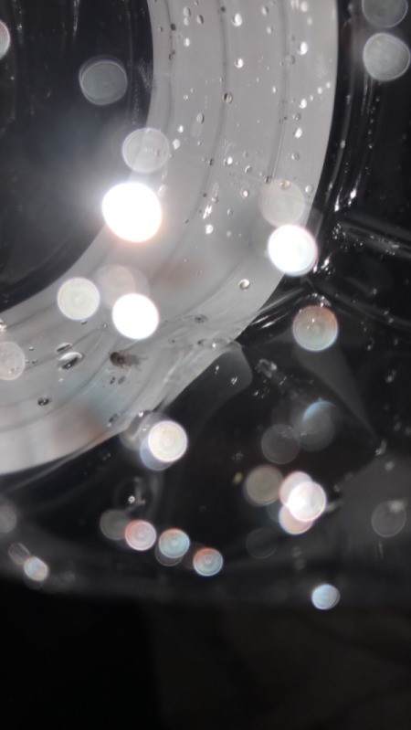 Identifying a Small Brown Bug