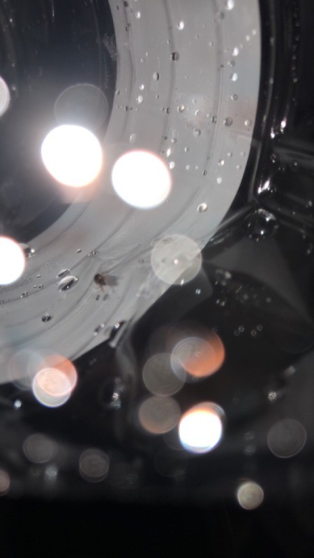 Identifying a Small Brown Bug