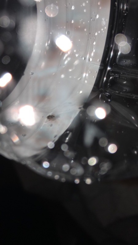 Identifying a Small Brown Bug