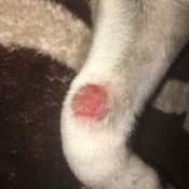 Treating a Small Wound on Dog's Leg