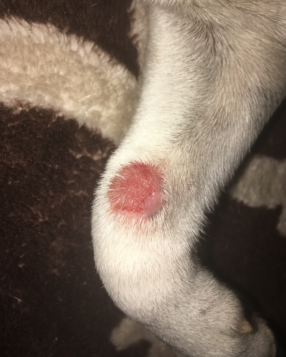 Treating A Small Wound On Dog s Leg ThriftyFun