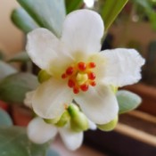 Identifying a Houseplant - closeup of white flower