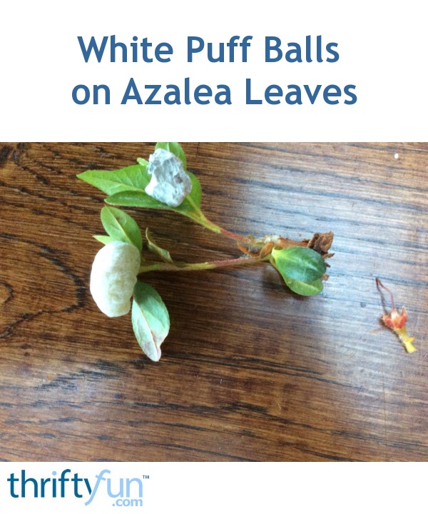 White Puff Balls on Azalea Leaves? ThriftyFun