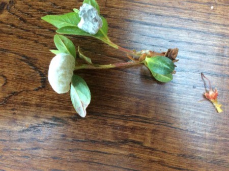 White Puff Balls on Azalea Leaves - growth on leaves