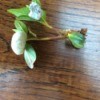 White Puff Balls on Azalea Leaves - growth on leaves