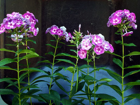 Mini Garden Tour - phlox