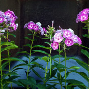 Mini Garden Tour - phlox