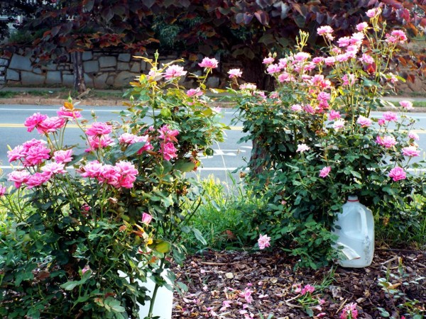 Mini Garden Tour - knockout roses