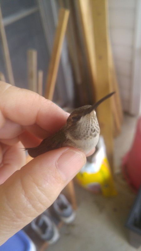 A Big Bug? No a Hummingbird!