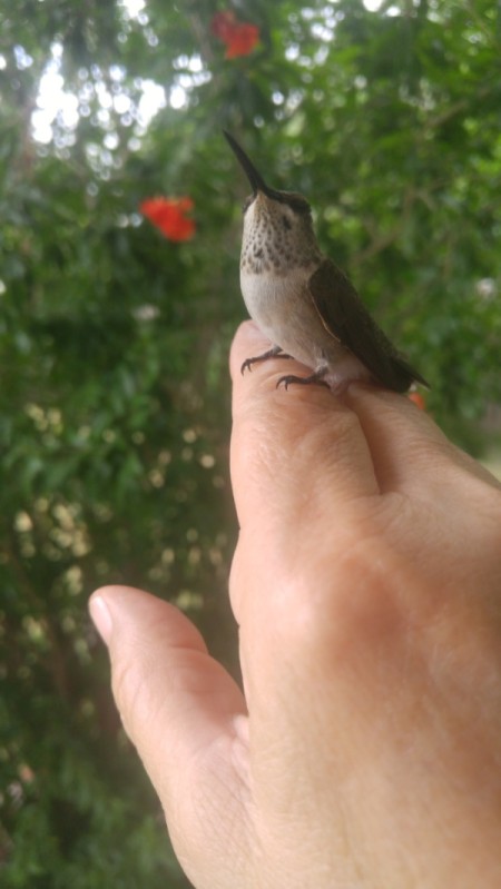 A Big Bug? No a Hummingbird!