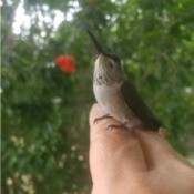 A Big Bug? No a Hummingbird!