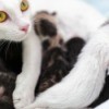 White mother cat feeding kittens.