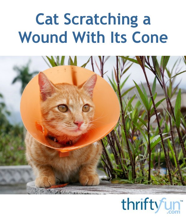 cat treat cone