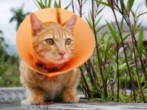 Orange cat with orange cone around it's head.