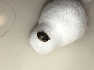 What Kind of Bug Is This? - dark ovoid bug on Q-tip