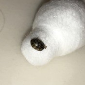 What Kind of Bug Is This? - dark ovoid bug on Q-tip