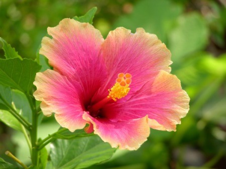 Pink and yellow Hibiscus flower.
