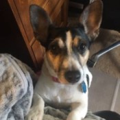 Caring for a Dog's Weepy Eyes - tricolored dog