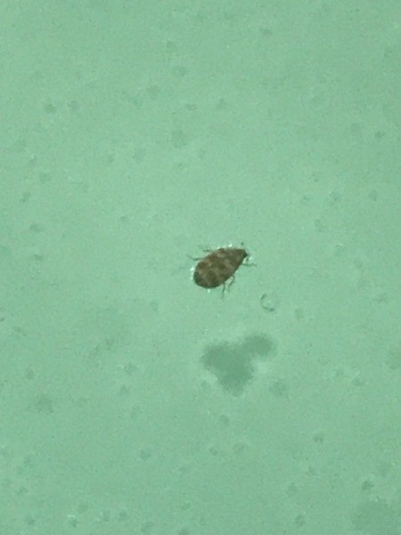 What Kind of Bug Is This?