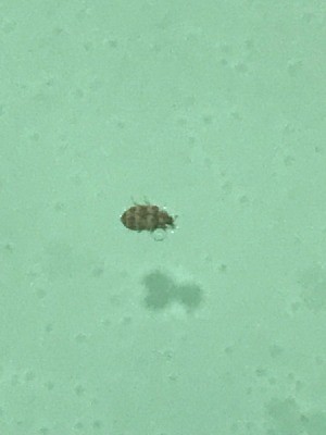 What Kind of Bug Is This? - striped bug in water