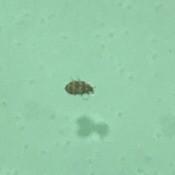 What Kind of Bug Is This? - striped bug in water