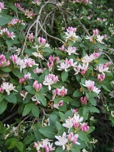 Honeysuckle In Bloom