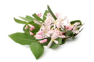 Light pink Honeysuckle flowers with leaves on white background