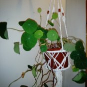 What Is This Houseplant? - trailing plant with round green leaves