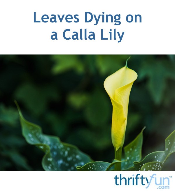 leaves-dying-on-a-calla-lily-thriftyfun