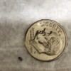 Identifying a Tiny Black Bug - bug next to a dime