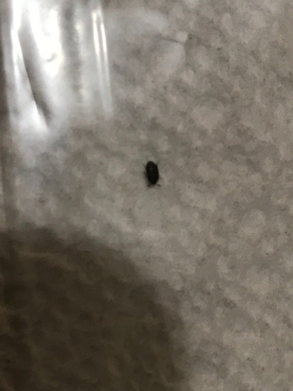 small flat black bug