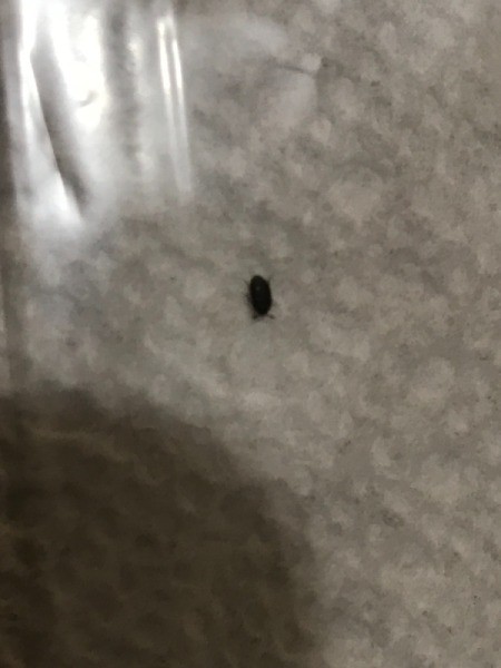 Identifying a Tiny Black Bug