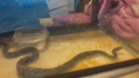 Identifying a Pet Baby Snake - snake in a terrarium