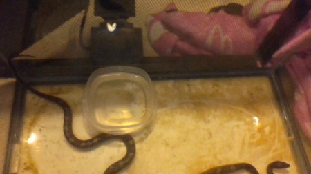 Identifying a Pet Baby Snake